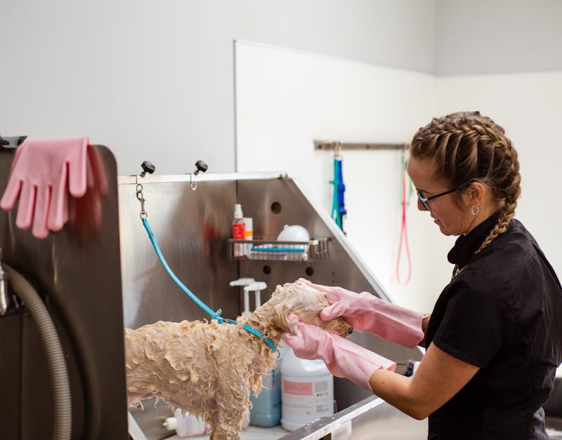 Top 10 Pet Grooming Salons Near You: Find the Best Care for Your Furry Friend