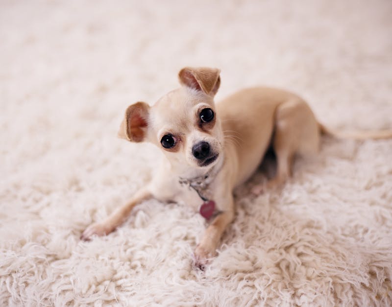 The Ultimate Buyers Guide to Dog Collars: Find the Perfect Fit for Your Dog