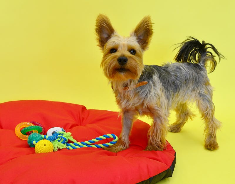 The Ultimate Guide to Chewies: Everything You Need to Know