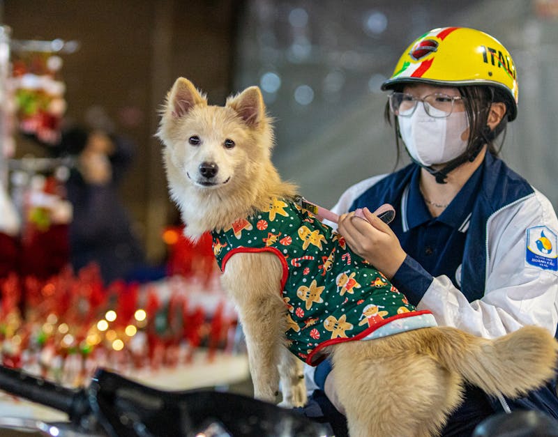 The Ultimate Buyers Guide to Pet Supplies Plus: Find the Best Products for Your Pets