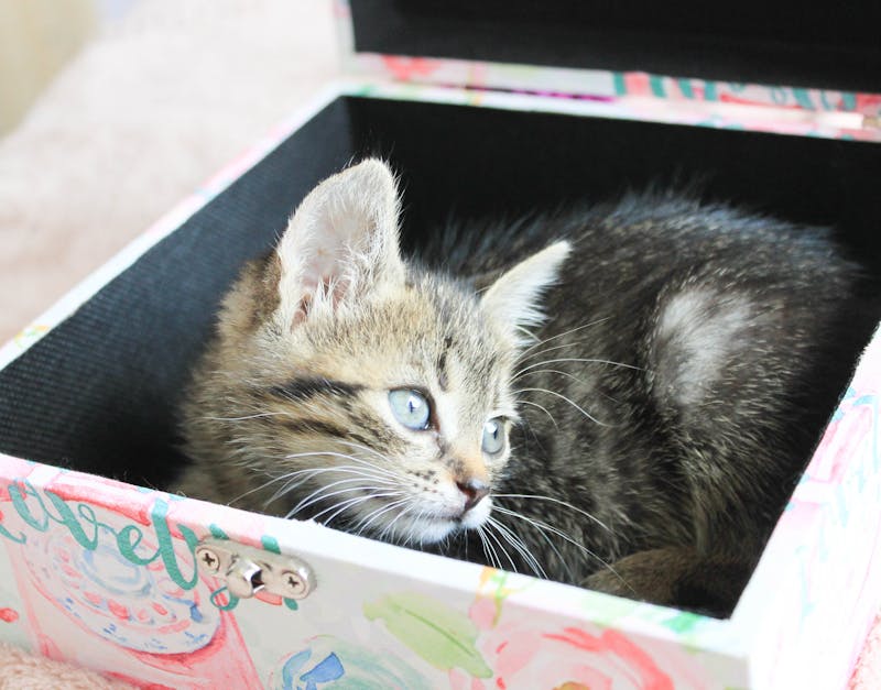 The Ultimate Buyers Guide to Self-Cleaning Kitty Litter Boxes: Find the Best for Your Cat and Home
