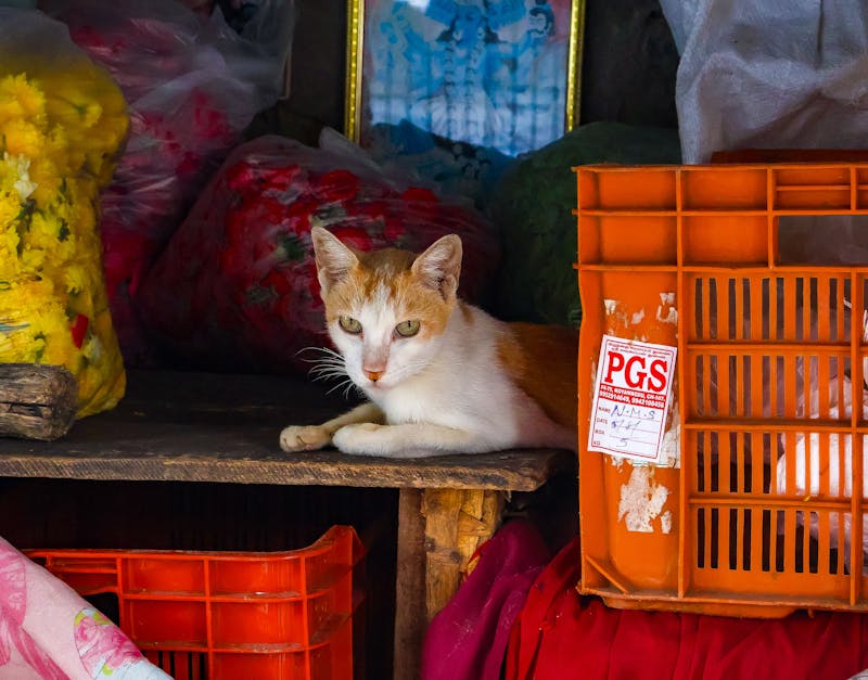 The Ultimate Buyers Guide to Pet Supplies: Find Quality, Safe, and Affordable Products for Your Furry Friend