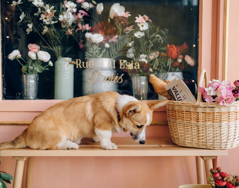 Pet and Supplies: The Ultimate Guide to Essentials, Trends, and Smart Shopping