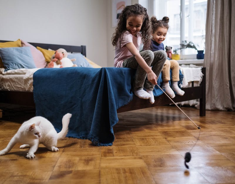 The Ultimate Guide to Choosing the Best Cat Toys for Your Feline Friend