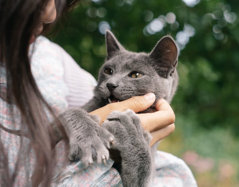 The Ultimate Guide to Choosing the Best Cat Toys for Your Feline Friend
