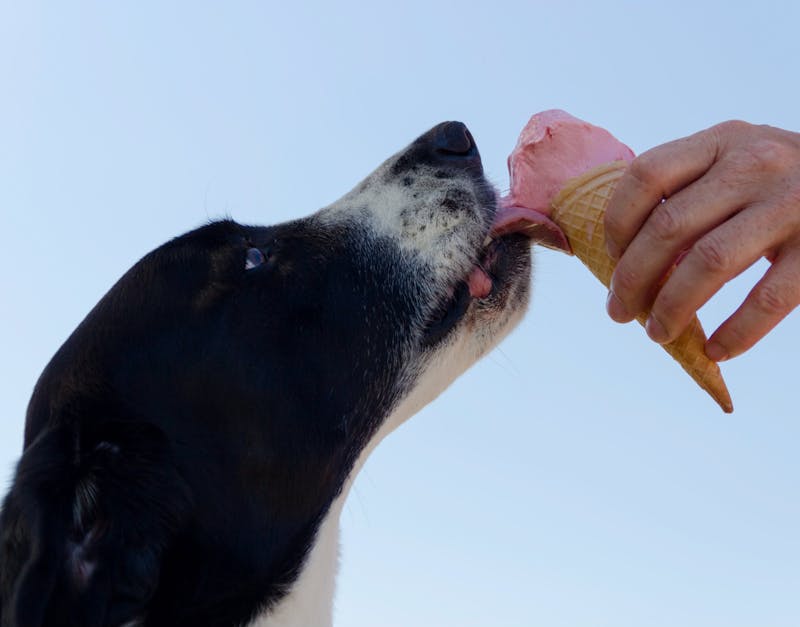 The Ultimate Buyer’s Guide to the Best Dog Food for Your Pet in 2024