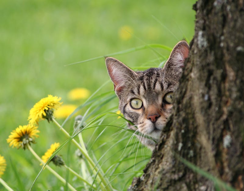 The Ultimate Buyers Guide to Choosing the Best Cat Tree and Cat Tower for Your Feline
