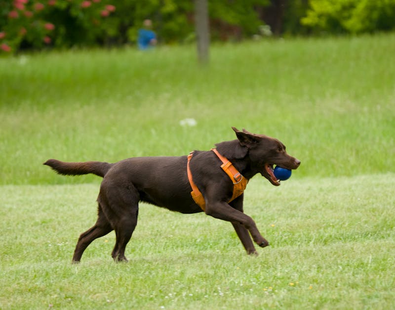 The Ultimate Buyers Guide to Pet Store and Supplies: Find the Best Products for Your Furry Friend