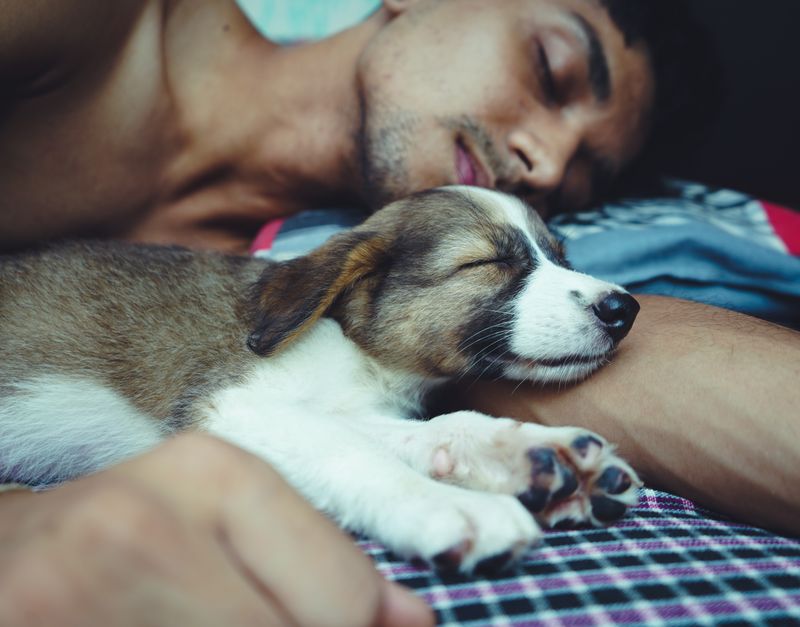 Dog Waking Up Owner: A Friendly Guide to Understanding and Managing Your Dog's Wake-Ups