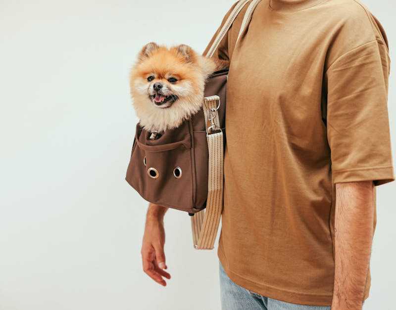 The Ultimate Buyer’s Guide to Choosing the Perfect Pet Co for Your Furry Friend